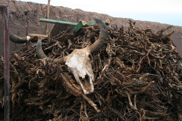 路旁柴上的牛頭