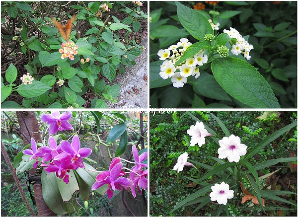 花岩山林11.jpg 花岩山林11.jpg