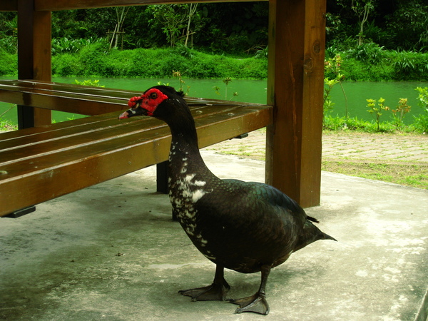 宜蘭望龍俾 056.jpg