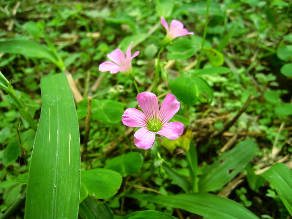 宜蘭望龍俾 083.jpg 宜蘭望龍俾 083.jpg