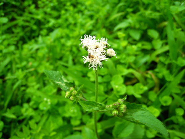 宜蘭望龍俾 086.jpg 宜蘭望龍俾 086.jpg