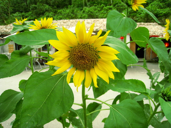 宜蘭望龍俾 100.jpg 宜蘭望龍俾 100.jpg