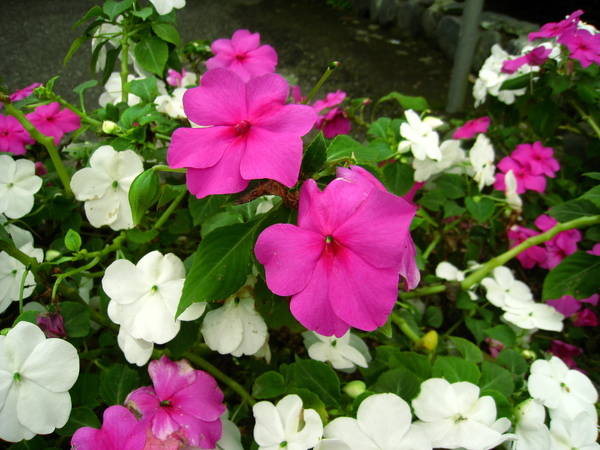 宜蘭望龍俾 103.jpg 宜蘭望龍俾 103.jpg