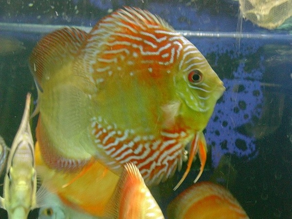 1139165560.jpg 1139165560.jpg