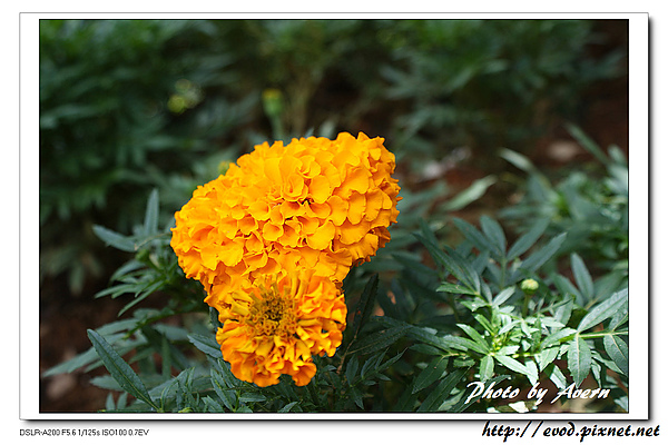 DSC03095.jpg DSC03095.jpg