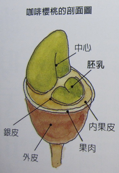 咖啡櫻桃