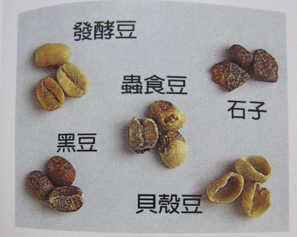 咖啡果實