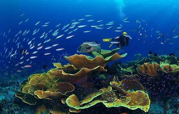 迷你倉/出租/分享經濟/短租/防水相機/行李箱/海底機/防水相機出租/Canon D20/Panasonic TS系列/Nikon  AW/Sony TX20/租生活/浮潛/深潛/租相機