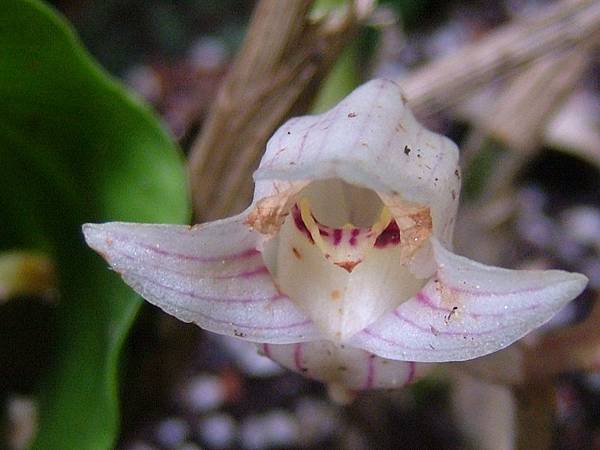 一葉罈花蘭01 一葉罈花蘭01