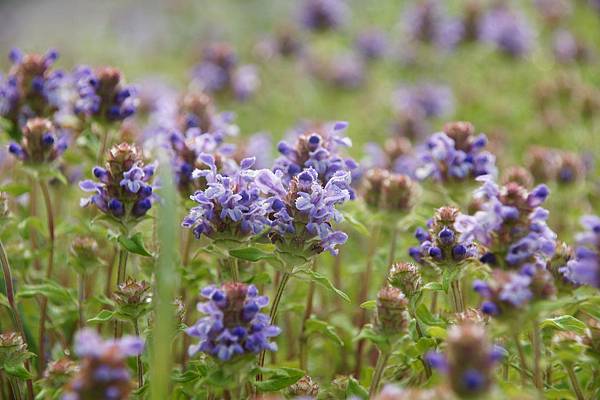 100東眼山行銷推廣-森林報-圖片7-2.JPG 100東眼山行銷推廣-森林報-圖片7-2.JPG