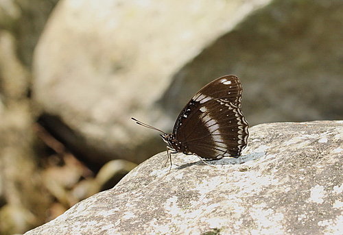 IMG_1313b幻紫斑蛺蝶