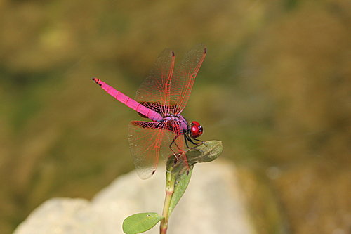 IMG_1323紫紅蜻蜓(雄)