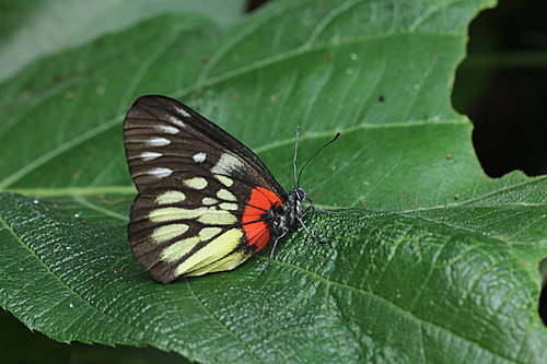 IMG_1363報喜班粉班