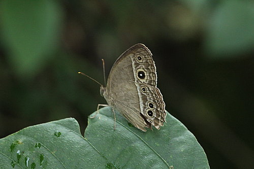 IMG_1378小眉眼蝶