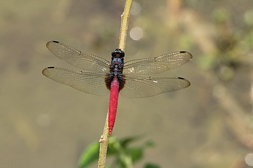 IMG_1398霜白蜻蜓(雄)