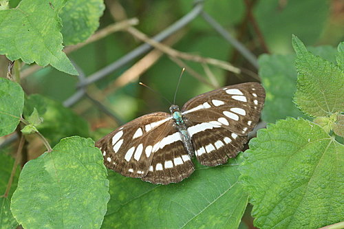 IMG_1402中環蛺蝶