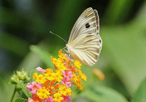 IMG_1407a緣點白粉蝶