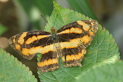 IMG_1415散紋盛蛺蝶