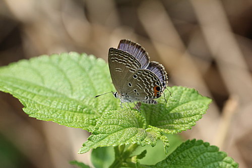IMG_1433曲紋紫灰蝶