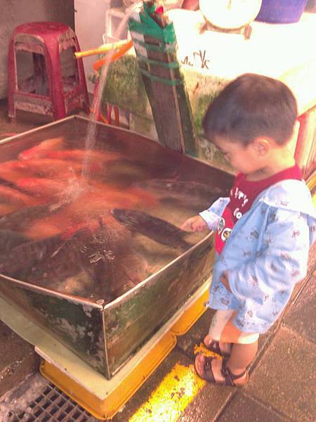 看魚 看魚