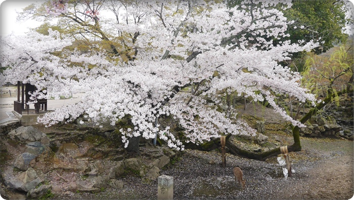 盛開的櫻花樹＆一隻鹿