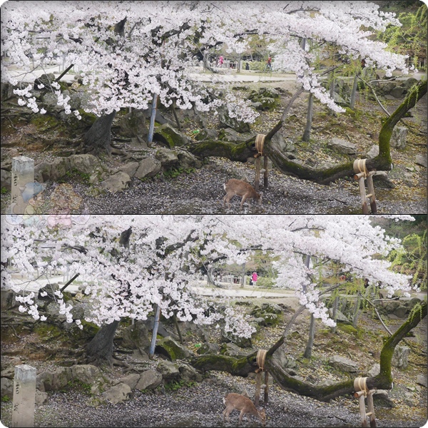 盛開的櫻花樹＆一隻鹿