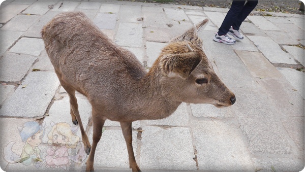 小鹿開始在長角了，好可愛~想抱回家養(最好是)XD