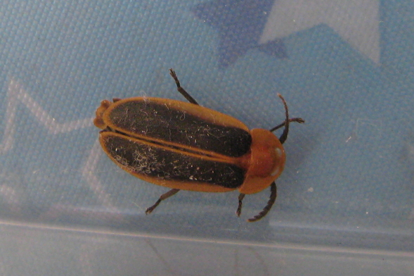 螢火蟲上空照 IMG_2631.jpg