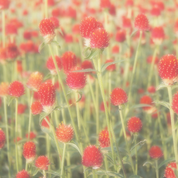DSC03070花(糖果).JPG DSC03070花(糖果).JPG