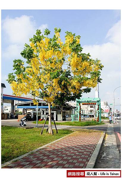 安通路阿勃勒 安通路阿勃勒