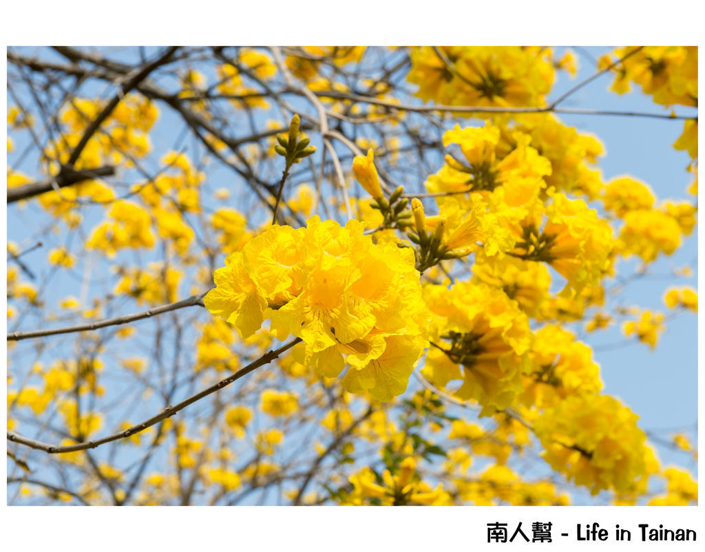 億載公園&黃風鈴木 億載公園&黃風鈴木