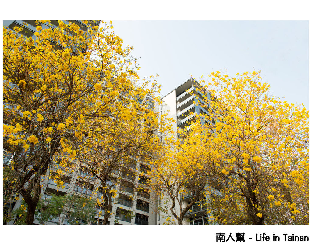 林森路黃風鈴木 林森路黃風鈴木