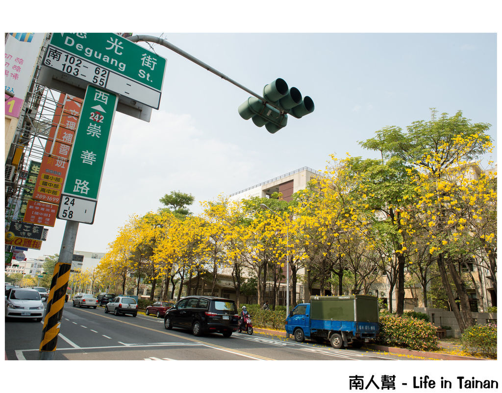 崇善路黃風鈴木 崇善路黃風鈴木