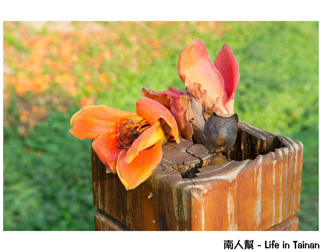 巴克禮木棉花 巴克禮木棉花