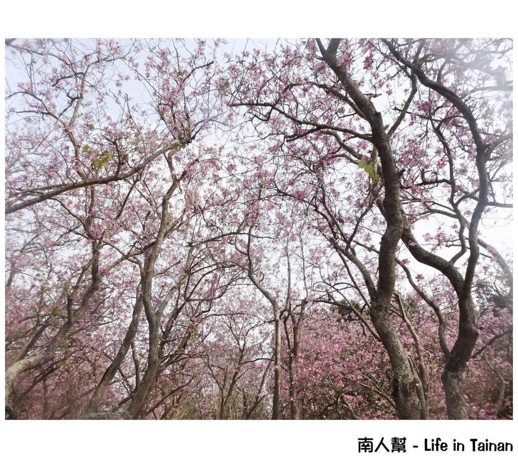 台南公園羊蹄甲 台南公園羊蹄甲