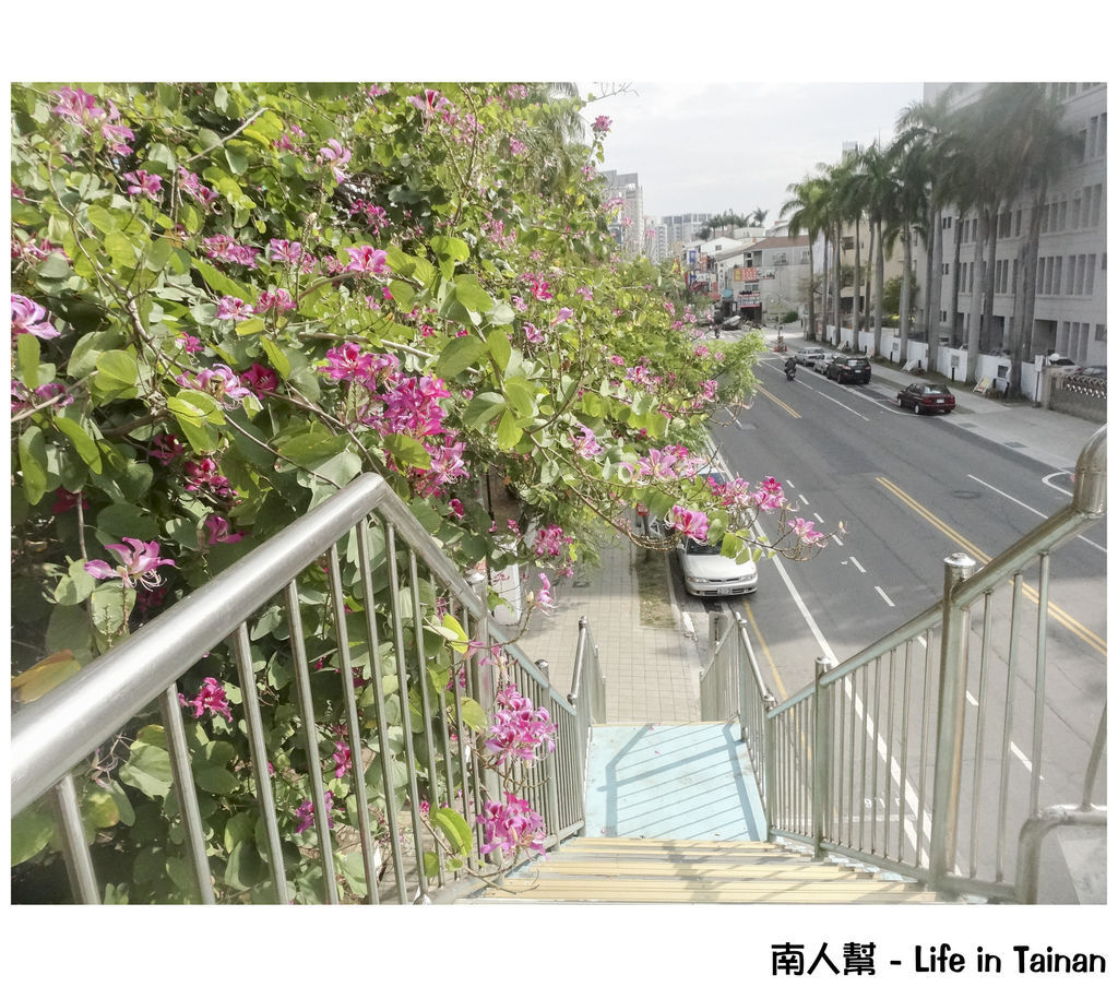 光華高中旁羊蹄甲 光華高中旁羊蹄甲