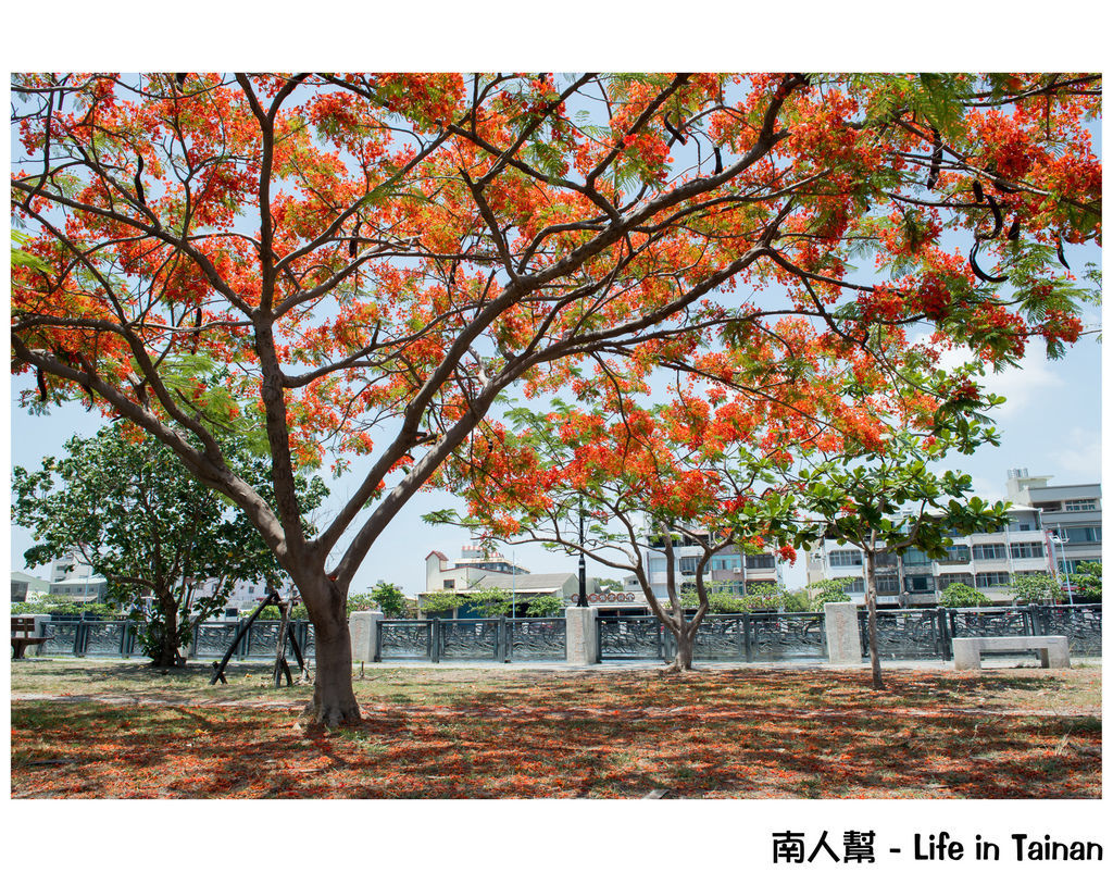 鳳凰花(臨安橋旁) 鳳凰花(臨安橋旁)