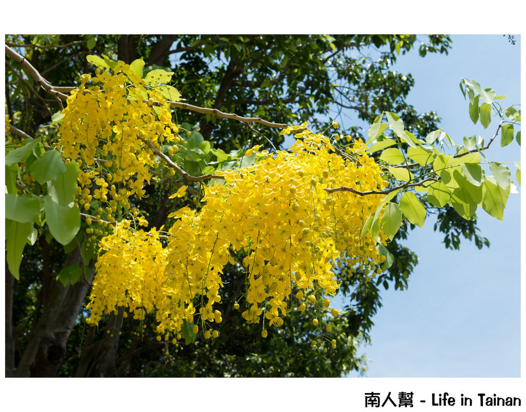 林森路阿勃勒 林森路阿勃勒