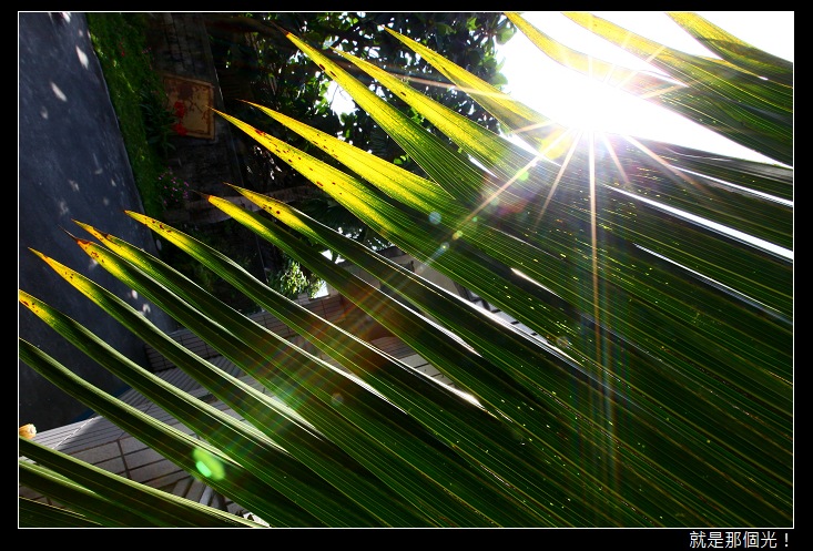 白天的星芒03.jpg