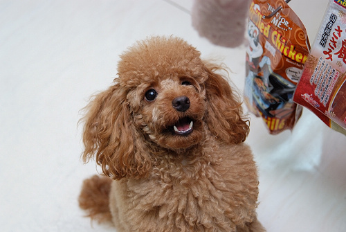 仔仔_(1).jpg 仔仔_(1).jpg