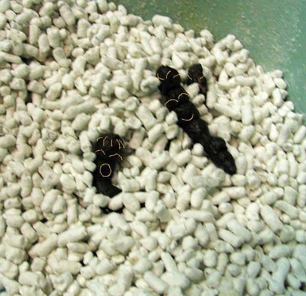 IMG_1043.jpg IMG_1043.jpg