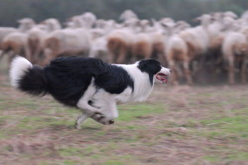 邊境牧羊犬(Border Collie)