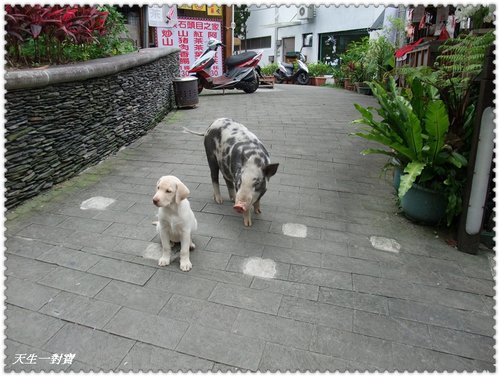 日月潭,日月潭二日遊 日月潭,日月潭二日遊