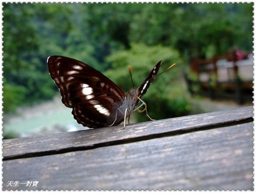 內洞森林遊樂區,內洞森林遊樂區美食,烏來內洞森林遊樂區,烏來美食