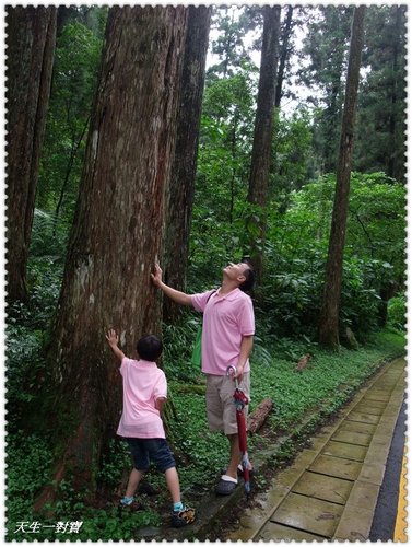 溪頭森林遊樂區 @天生寶家族 @天生寶家族