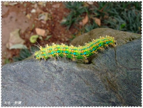 東勢林場遊樂區 東勢林場遊樂區