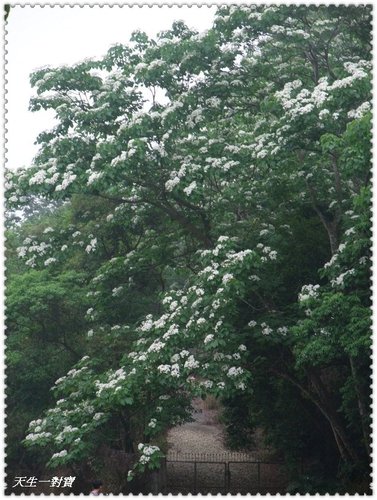 挑水古道,挑水古道桐花