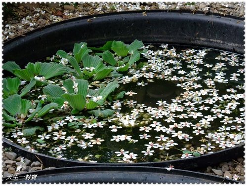 挑水古道,挑水古道桐花