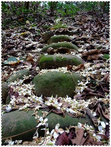 挑水古道,挑水古道桐花