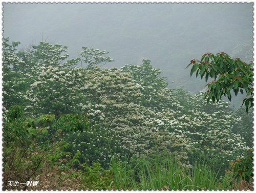 挑水古道,挑水古道桐花